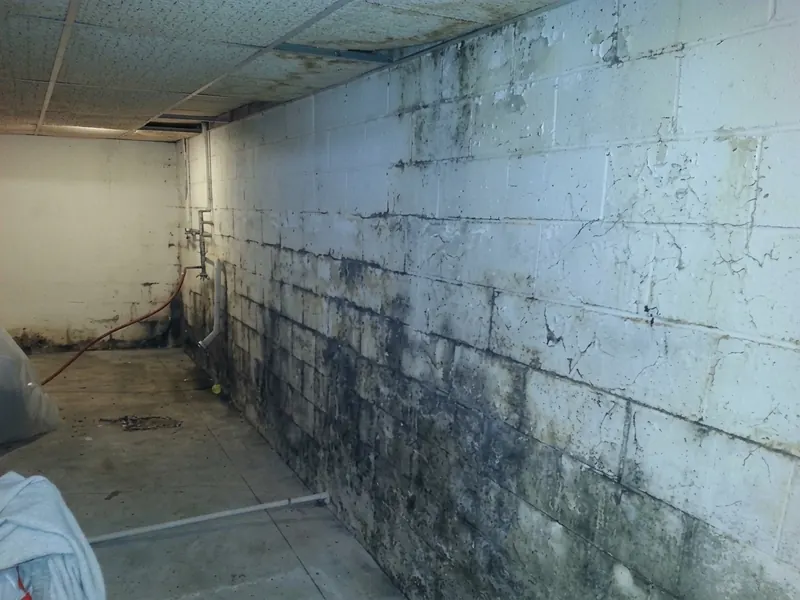 Mold and damp patches along a basement block wall
